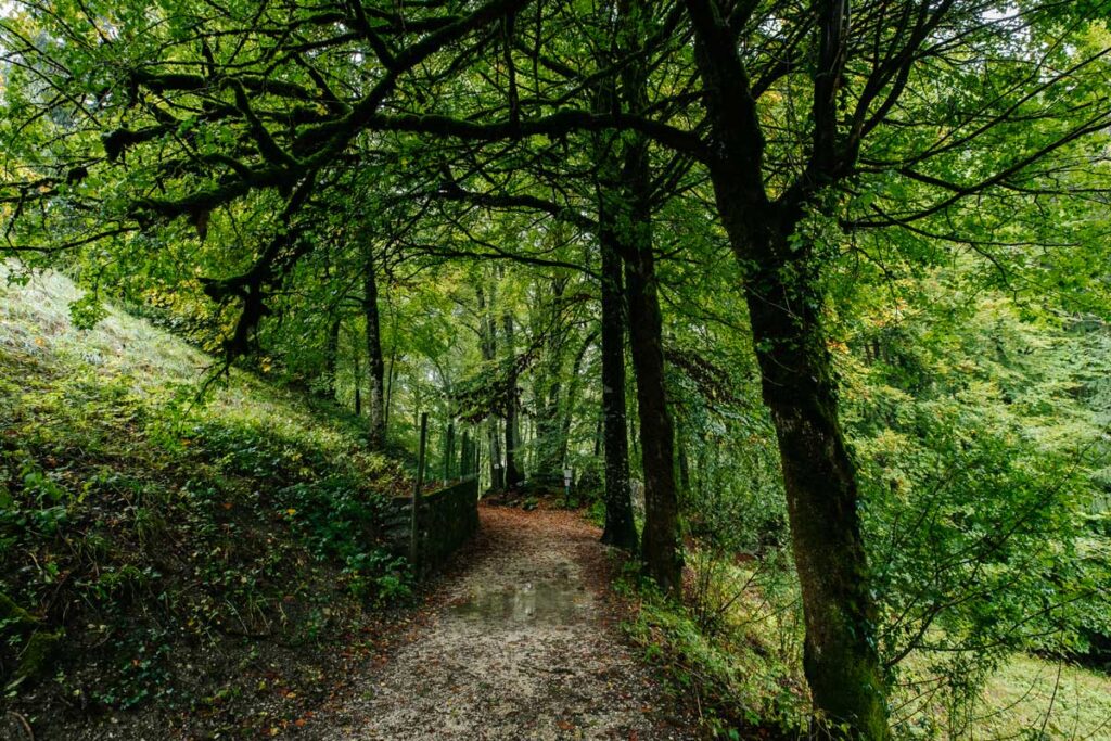 Visite de la foret de hêtre par temps pluvieux