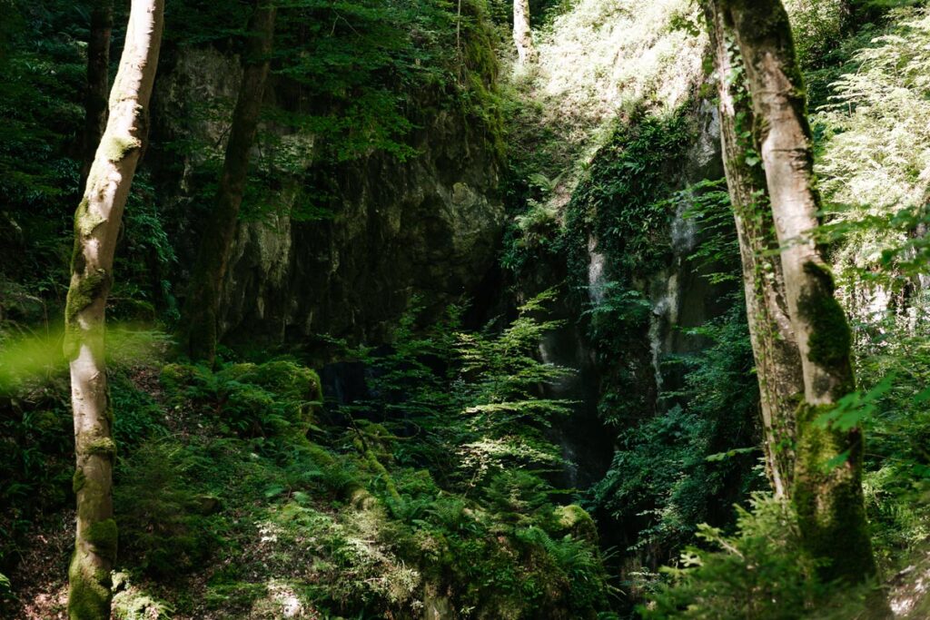 La foret de hêtre par temps ensoleillé